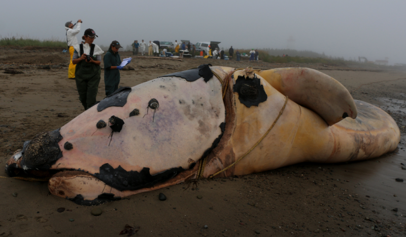 In this photo, you can clearly see that a dead right whale is entangled in fishing gear. Image: Marine Animal Response Society